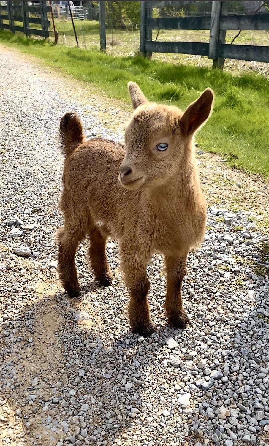 Goat Yoga Nashville-Berry Farms (South Franklin, TN)