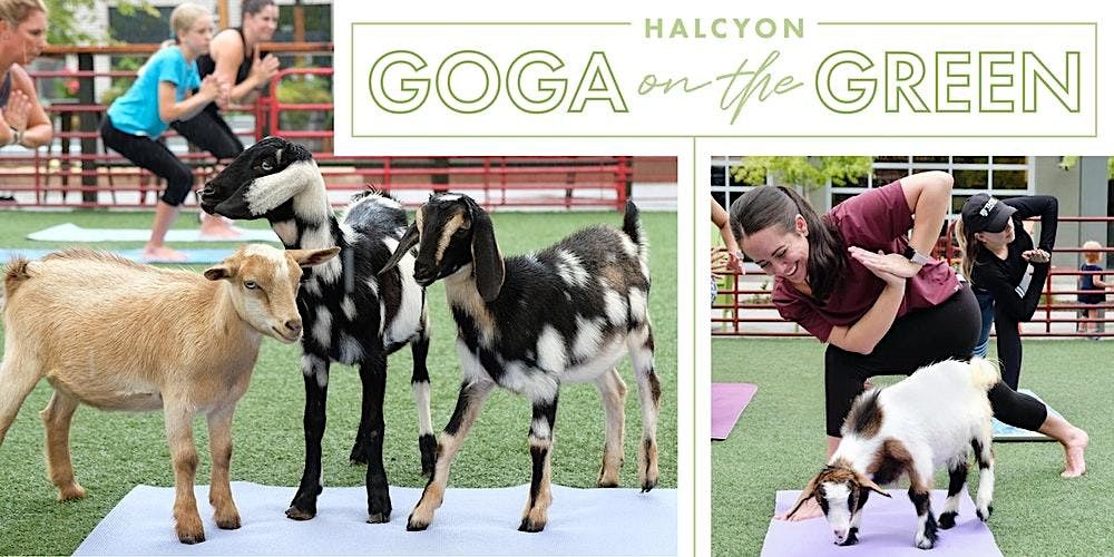 Farm Animal Yoga on the Green at Halcyon, Halcyon, Alpharetta, 1 October 2022