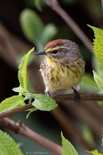 Fall Warbler Field Trip