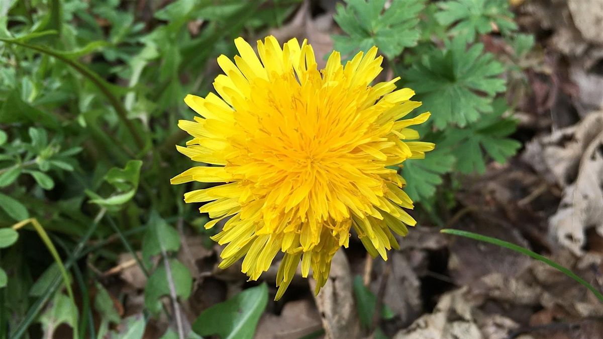 Foraging workshop