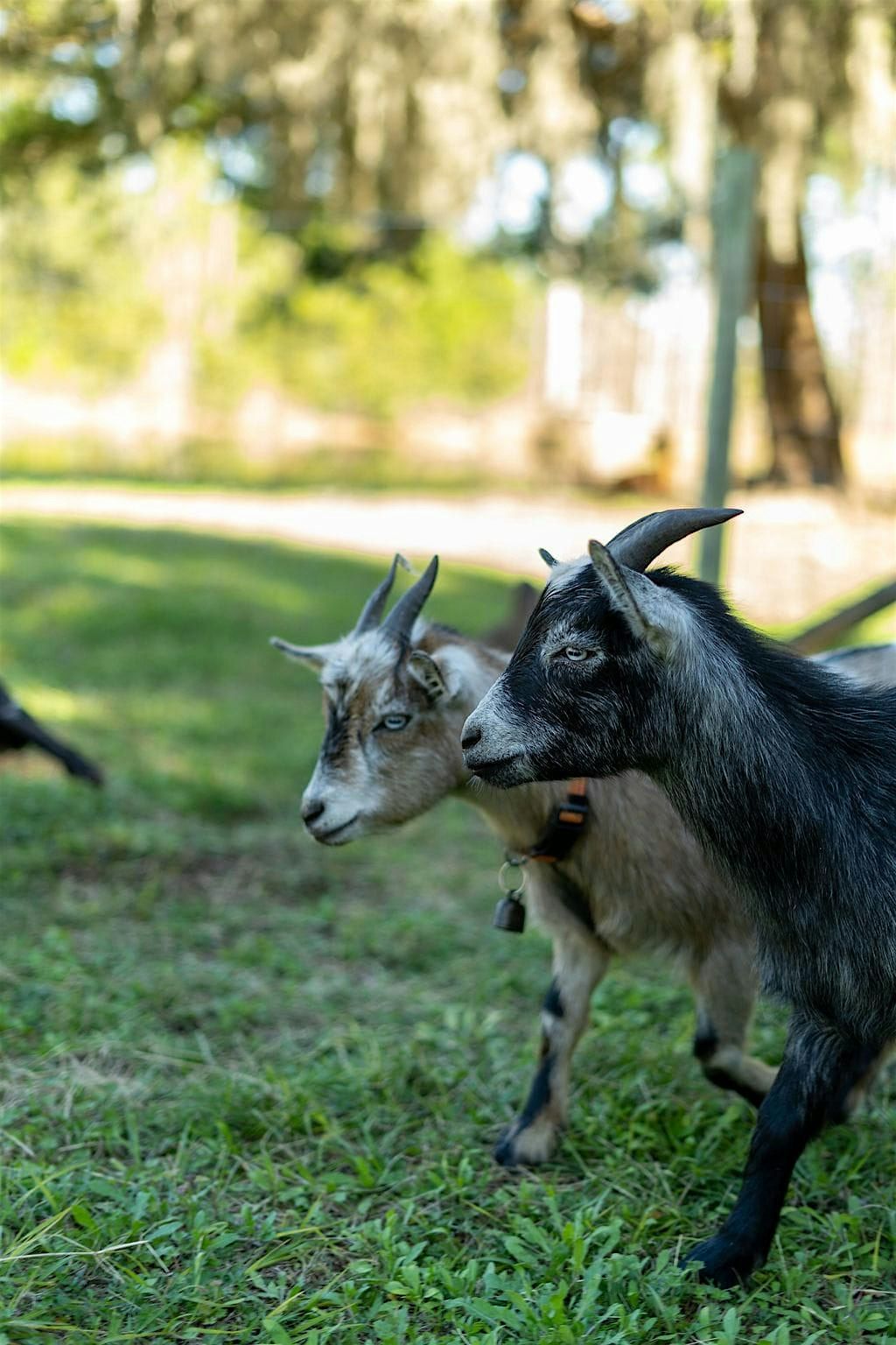 Guided Nature Trail Walk with The Goat Herd at Jaybird Hammock Farm