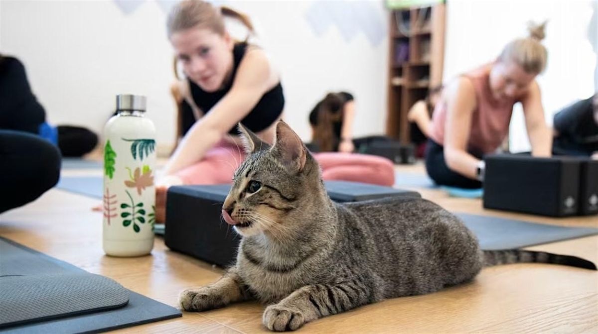 Kitty Yoga with Rescue Kittens - July 20th at 9:30am