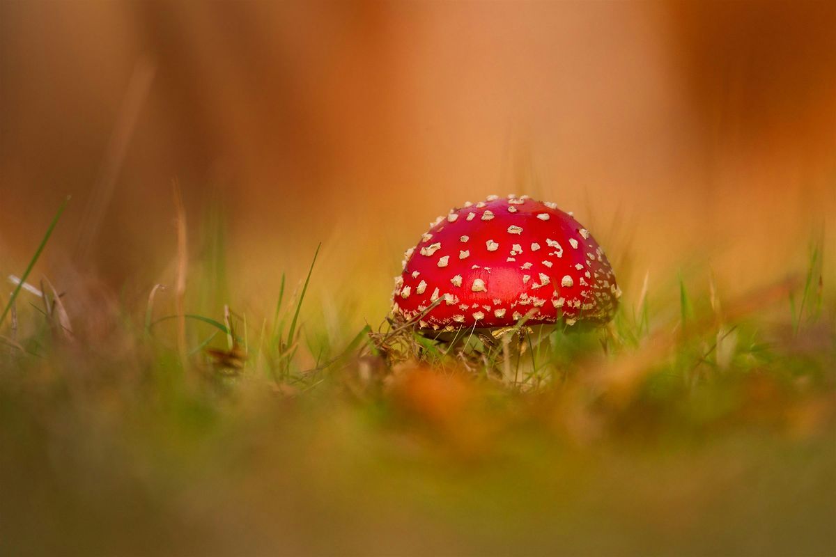 Family-friendly fungi foraging walk