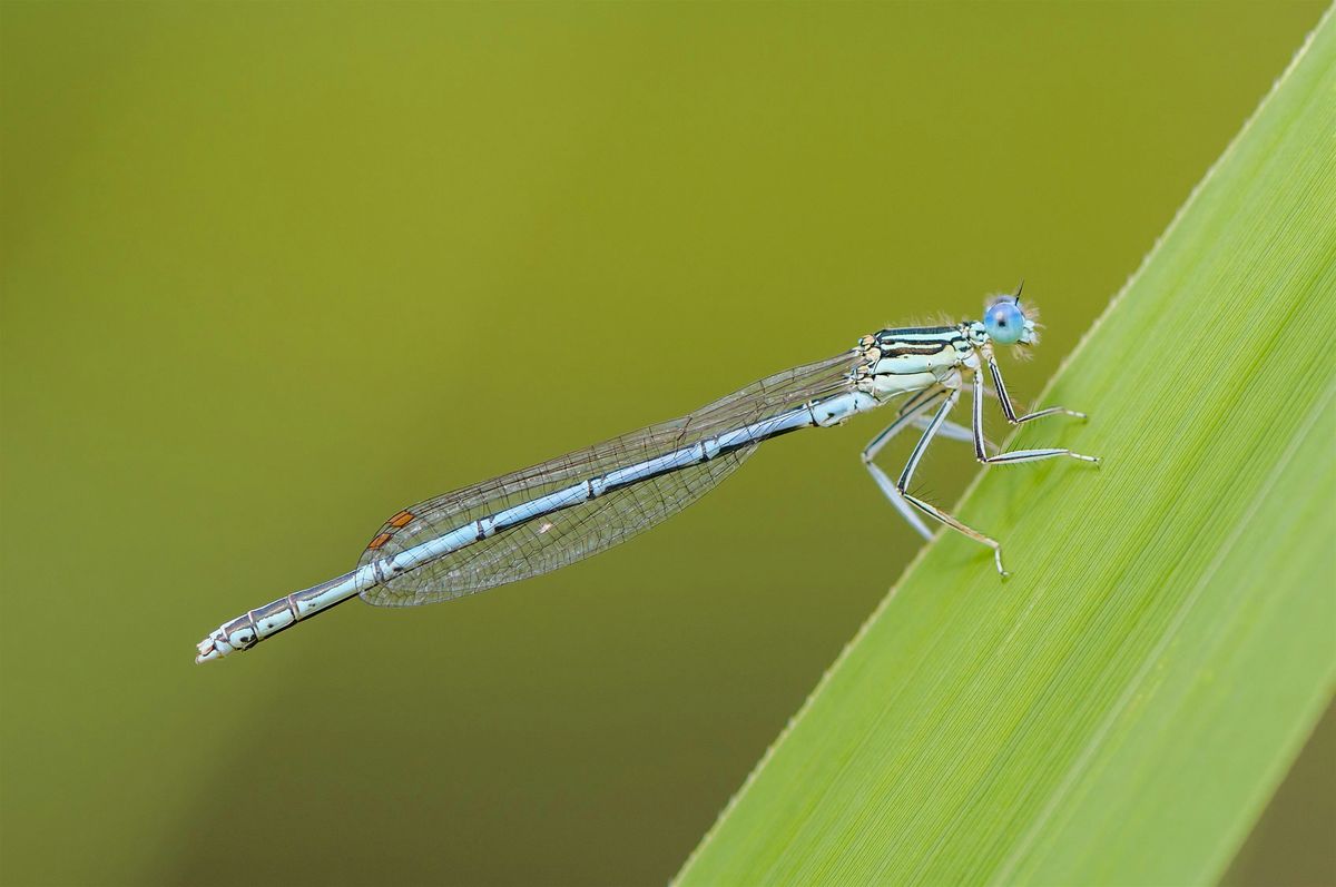 Dragonfly & Damselfly Survey in the Heart of England Forest - BioBlitz 2024
