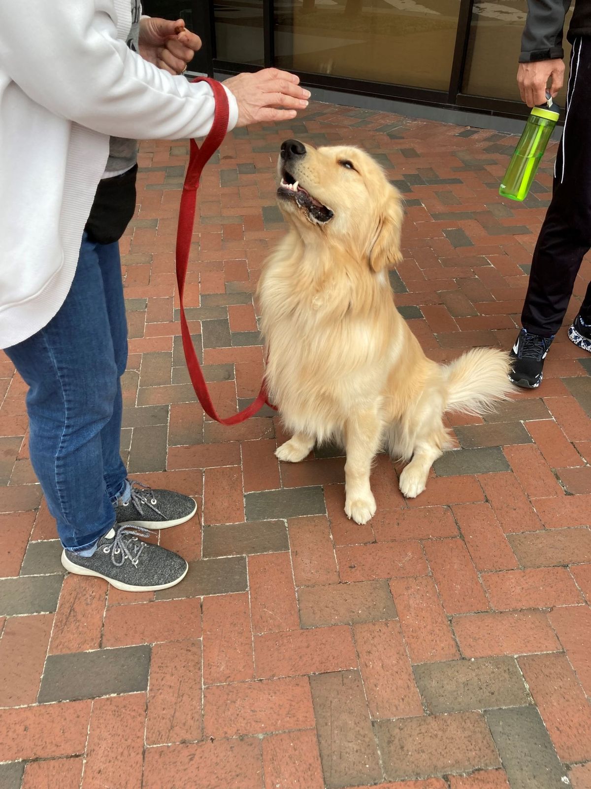 Canine Good Citizen - Workshop