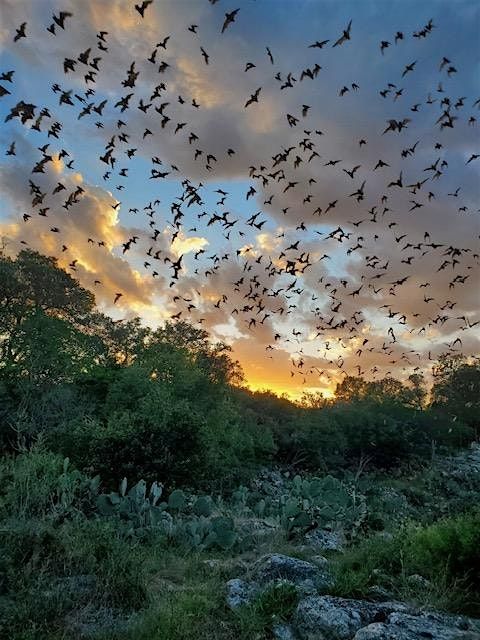 Bracken Cave Bat Experience 2024