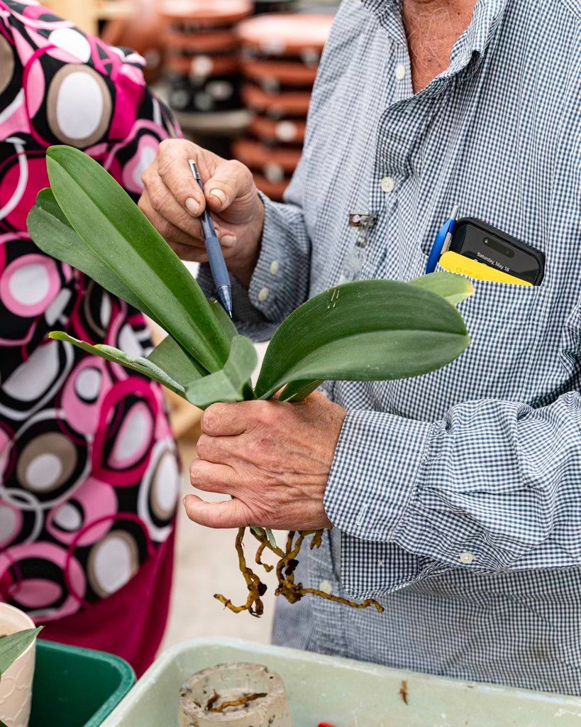 19 October 2024 JOS Orchid Re-Potting Clinic at the Plant Ranch!