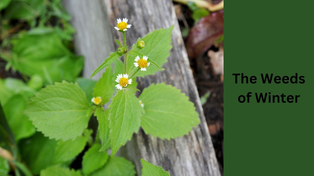 The Weeds of Winter