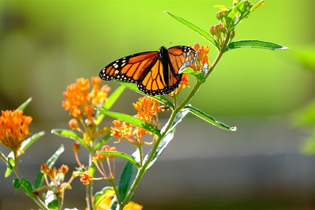 Monarch Waystation Volunteer Day