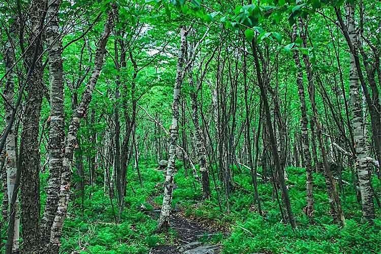 Tree ID & Landscape History Walk: East Woods