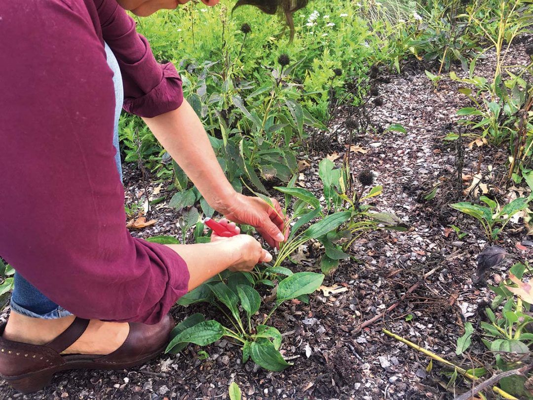 Native Plant Maintenance