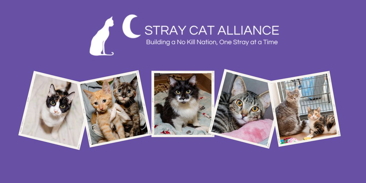 Open House & Adoption Event with Stray Cat Alliance