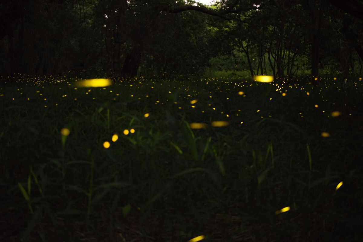 Firefly Hike at Clark Nature Preserve