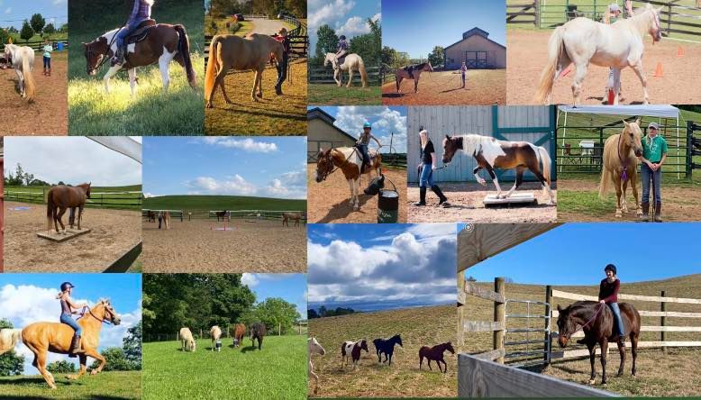 Horse Ownership Clinic