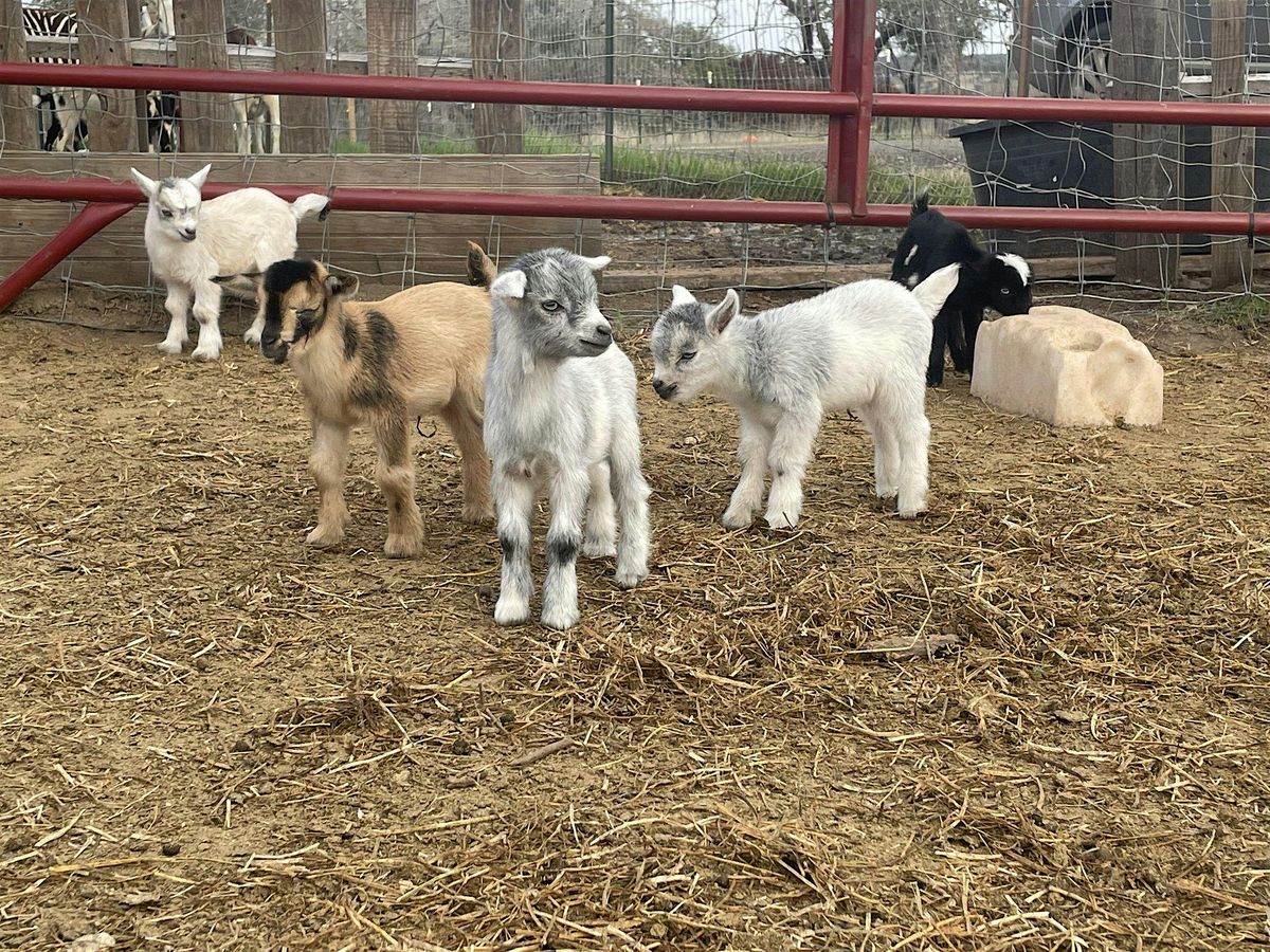 Baby Goat Cuddling and Wine Tour