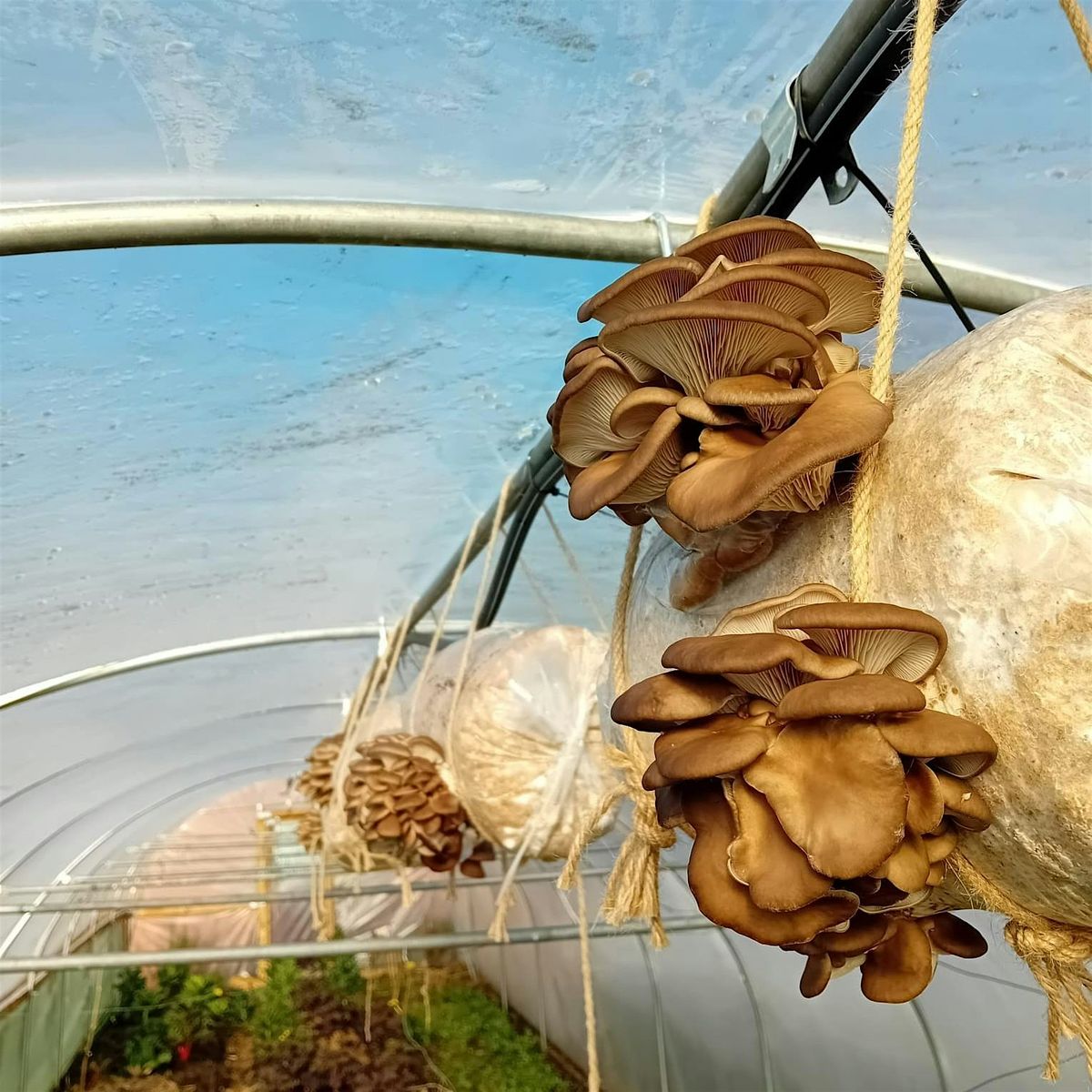 Beginners Mushroom Growing Workshop