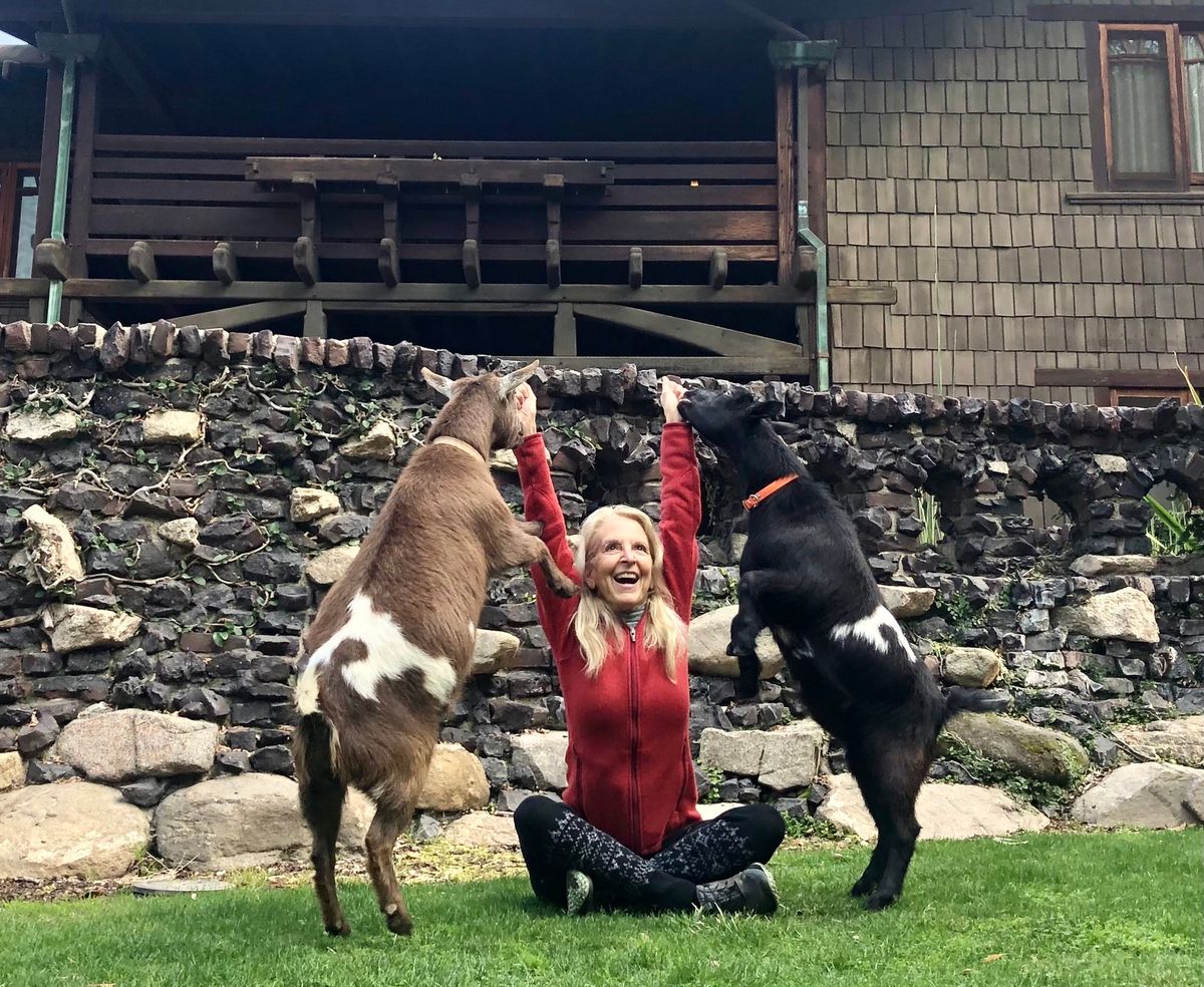 Goat Yoga at The Gamble House