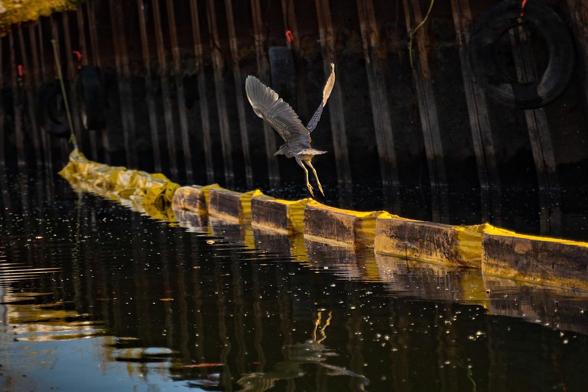 Birding By Canoe with the Gowanus Dredgers and Local Nature Lab