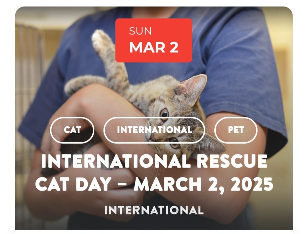 International Recue Cat Day