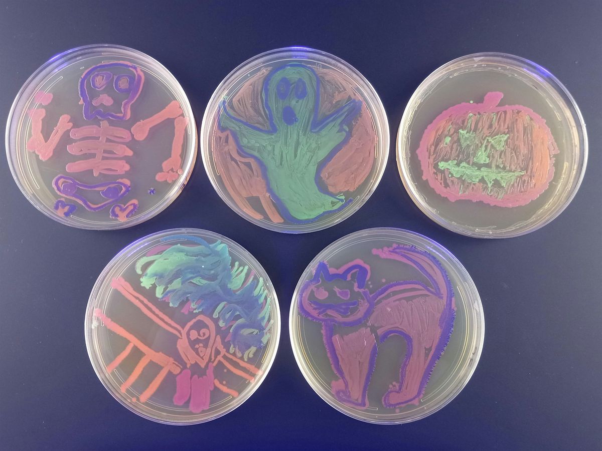 Bioluminescent Dinoflagellates: Take home a glowing Halloween magic potion!