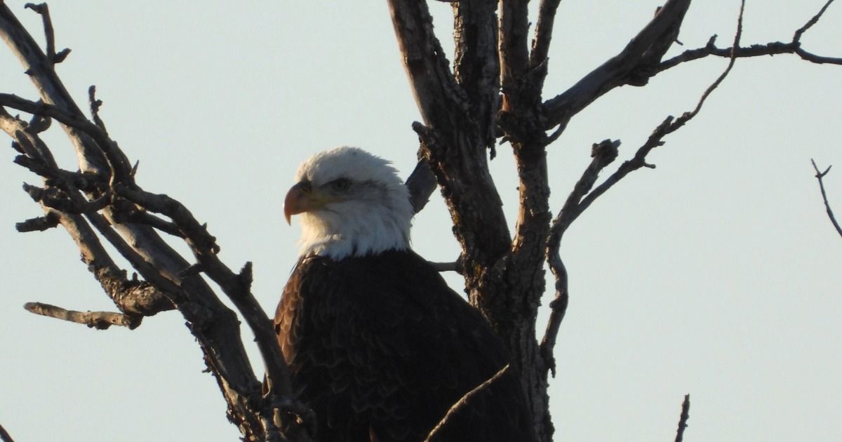 UM Indigenous Birding Club - Birding Walk: A 1.5-Hour Walk for Beginners