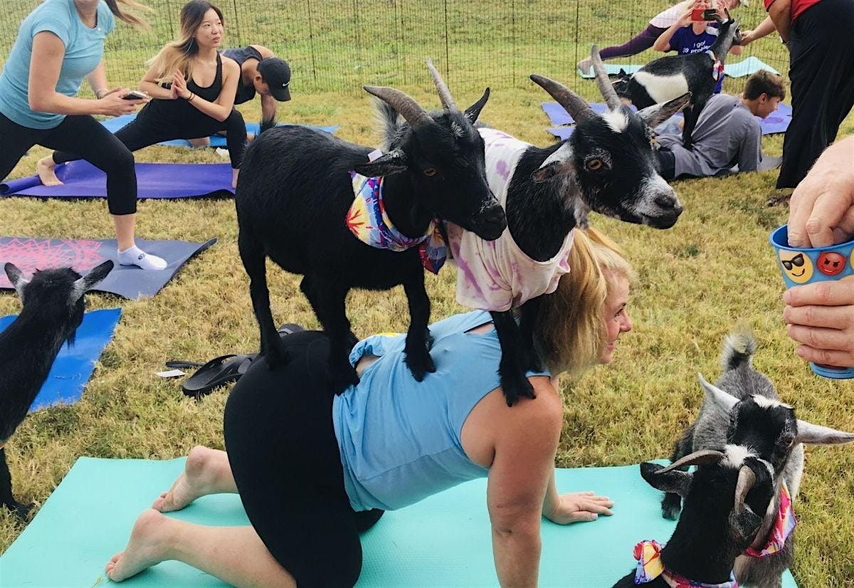 Goat Yoga Class in full shade under trees Outside on the Farm