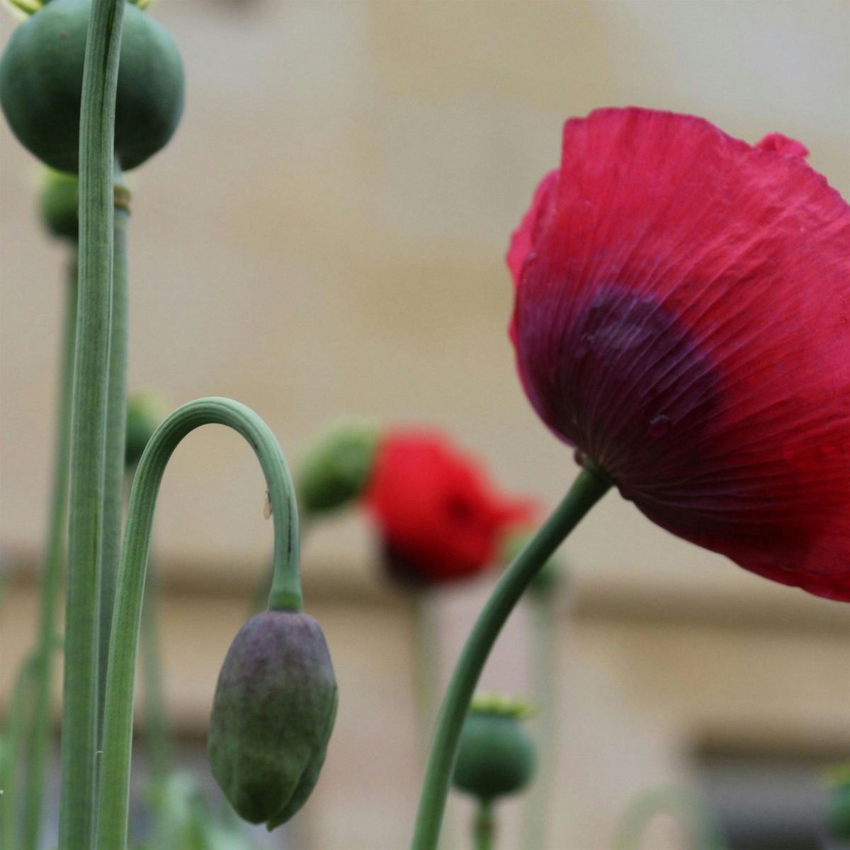 Premiers secours plantes