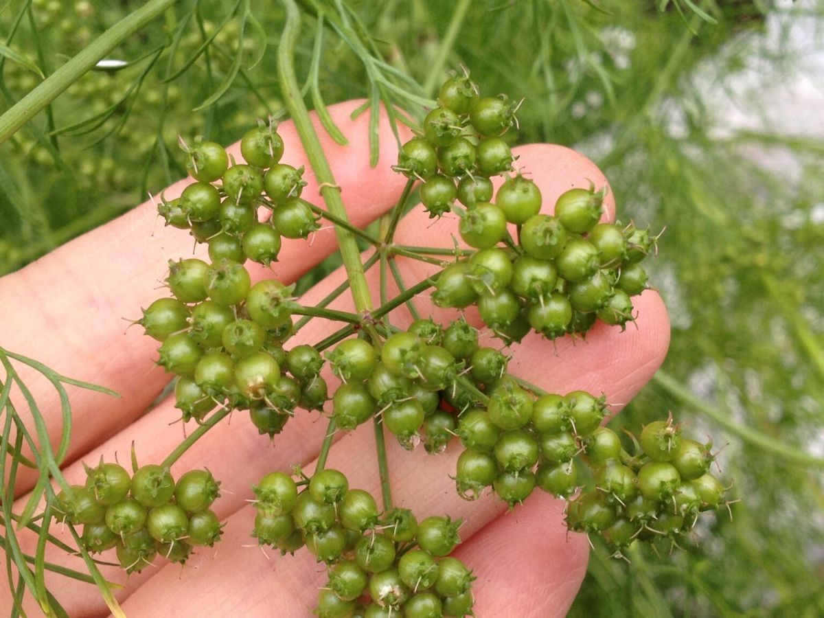 Intro to Seed Saving