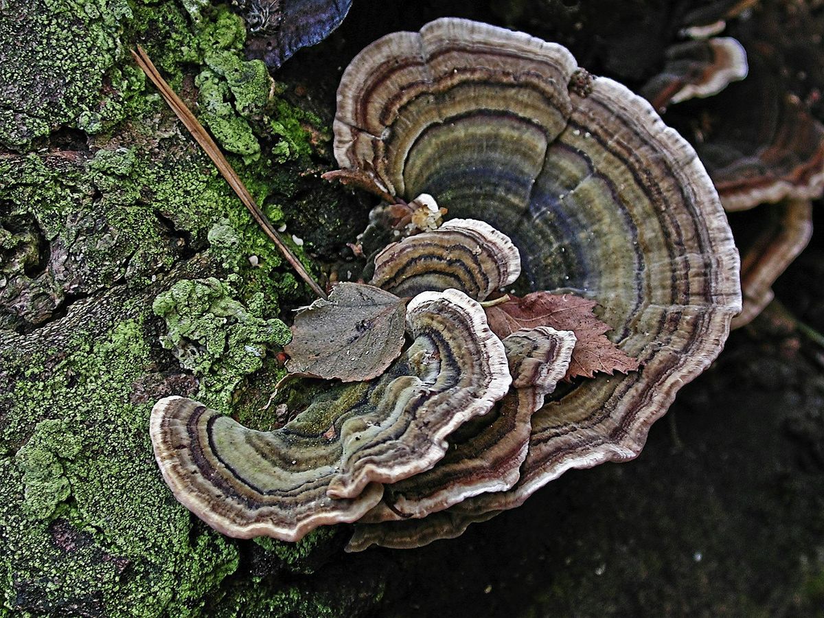 Fungi Foray at Launde Park Wood