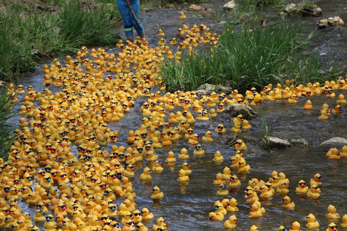 12th Annual Duck Race