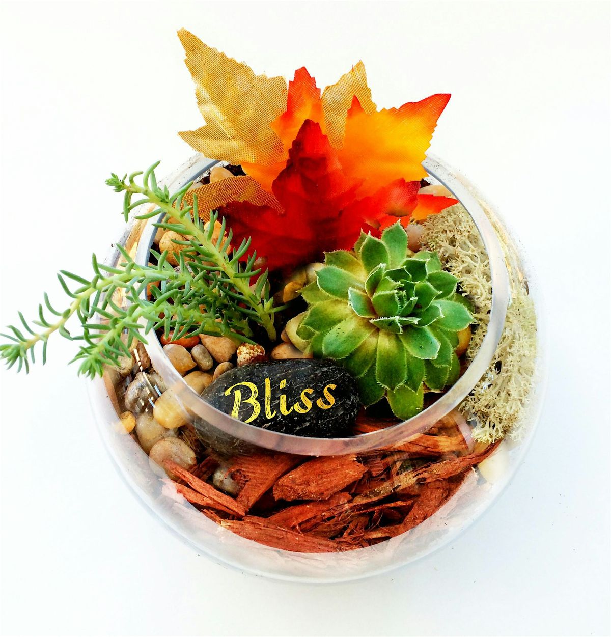 Plant Nite: Make a Succulent Terrarium