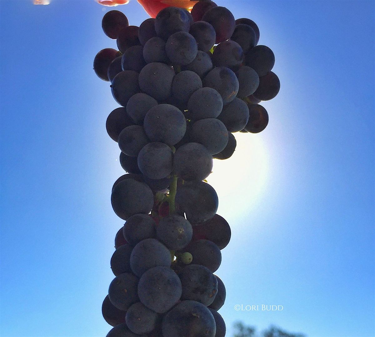 Cabernet Franc Library Vertical Tasting