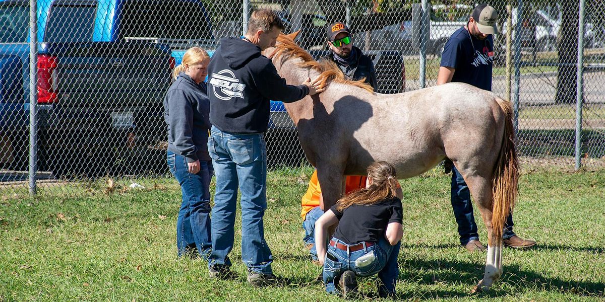 Fall 2024 OSU Vet Med Equine Clinic --Thursday Option