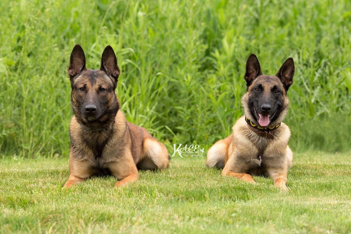 2nd annual Indoor K9 golf outing