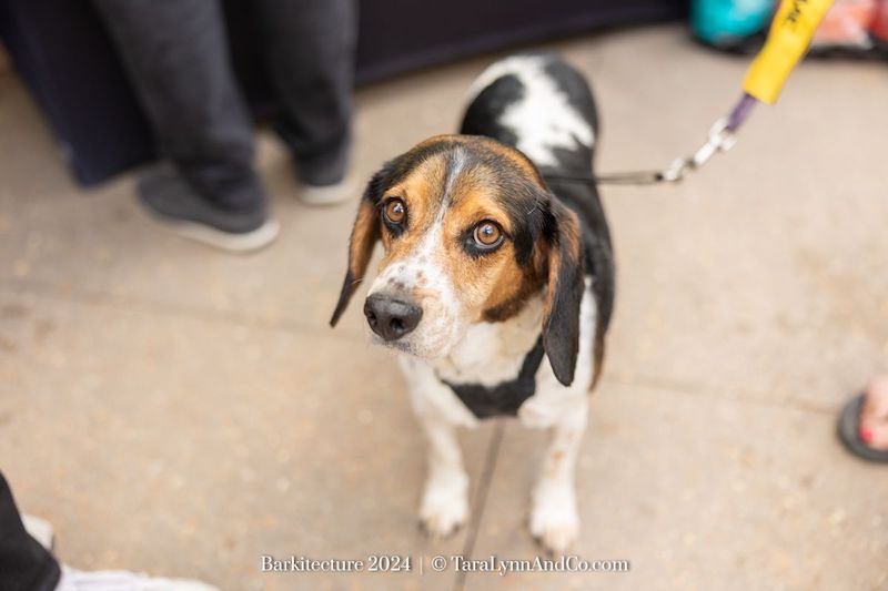 Triangle Beagle Rescue Adopt a thon at Rosecomb in Cary