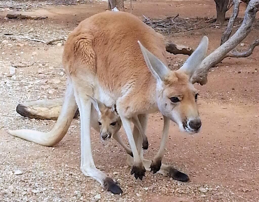 Fredericksburg Hop and Sip Kangaroo Experience