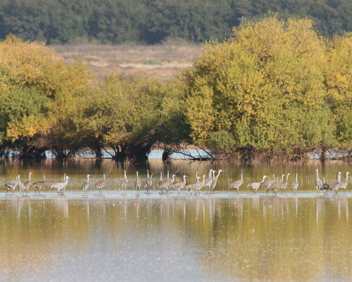 Whitewater Draw & Sulphur Springs Valley Birding Tour