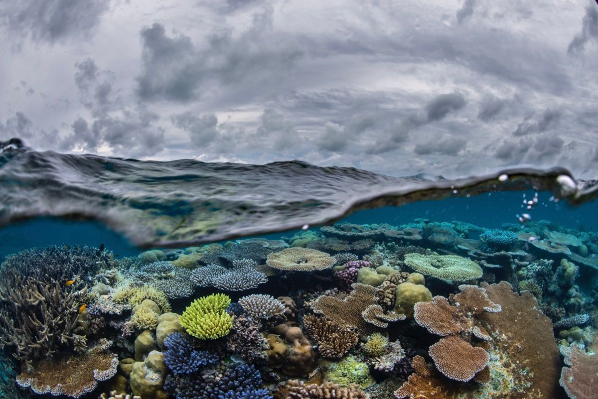 Erika Woolsey: Diving the Great Barrier Reef