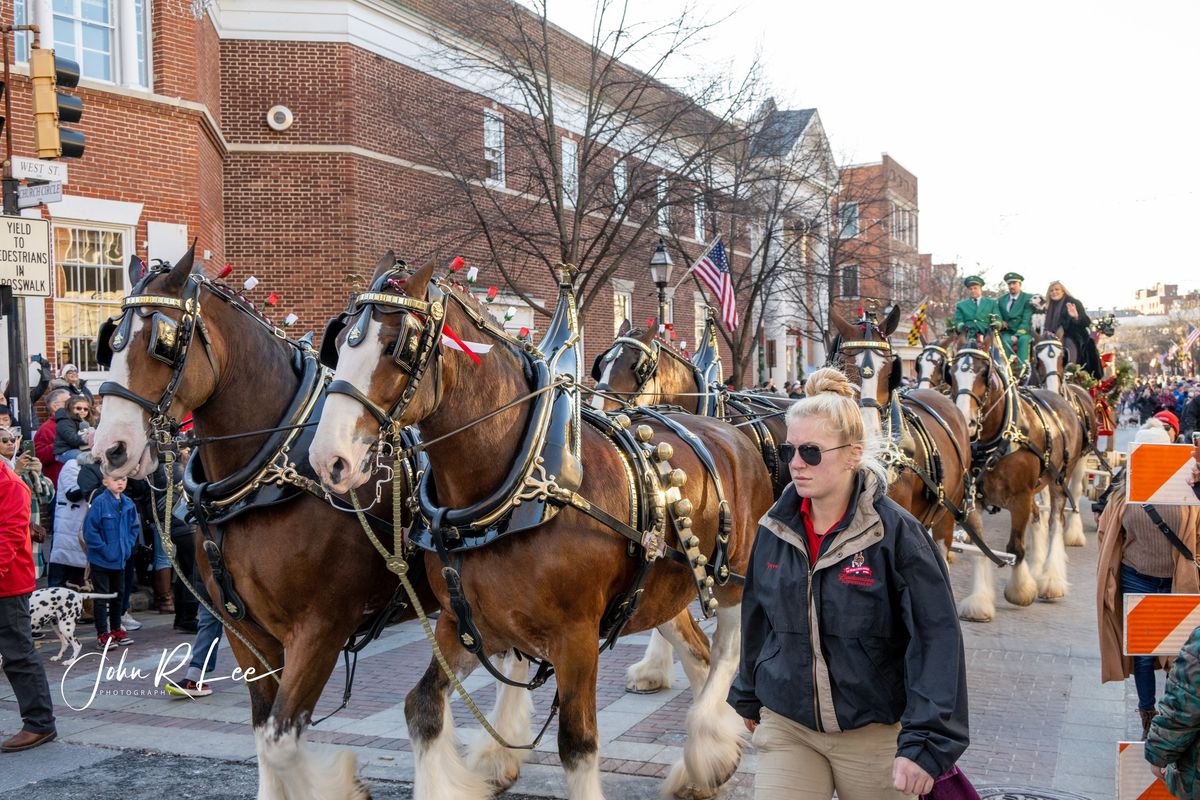 A Budweiser Clydesdale - Miracle on West Street 