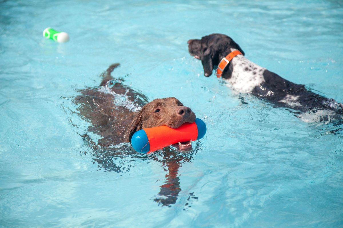 Splish Splash Doggie Bash 2022