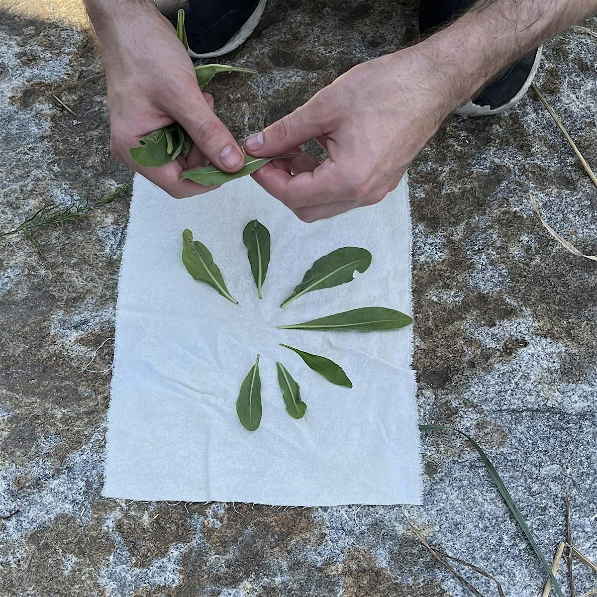 Natural Dyeing with plants from GrowNYC's Teaching Garden