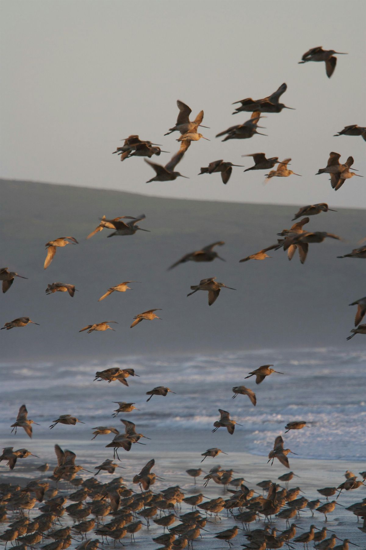 Down For the Count: Exploring Bird Diversity and Abundance at Point Reyes