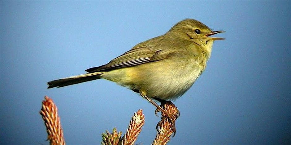 Dawn Chorus - Guided Walk at Holyrood Park