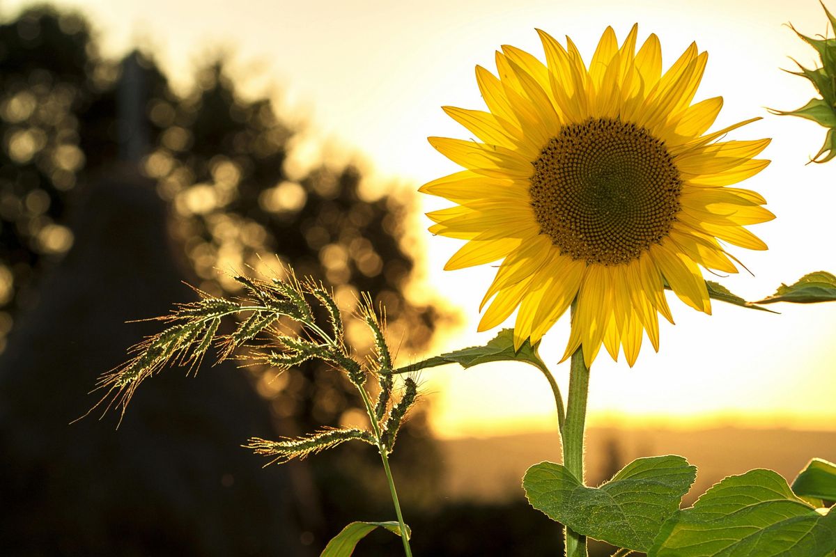 Surya Namaskar : accueillir la lumi\u00e8re du Soleil avec yoga et gratitude, c\u00e9l\u00e9brant le solstice d\u2019\u00e9t\u00e9