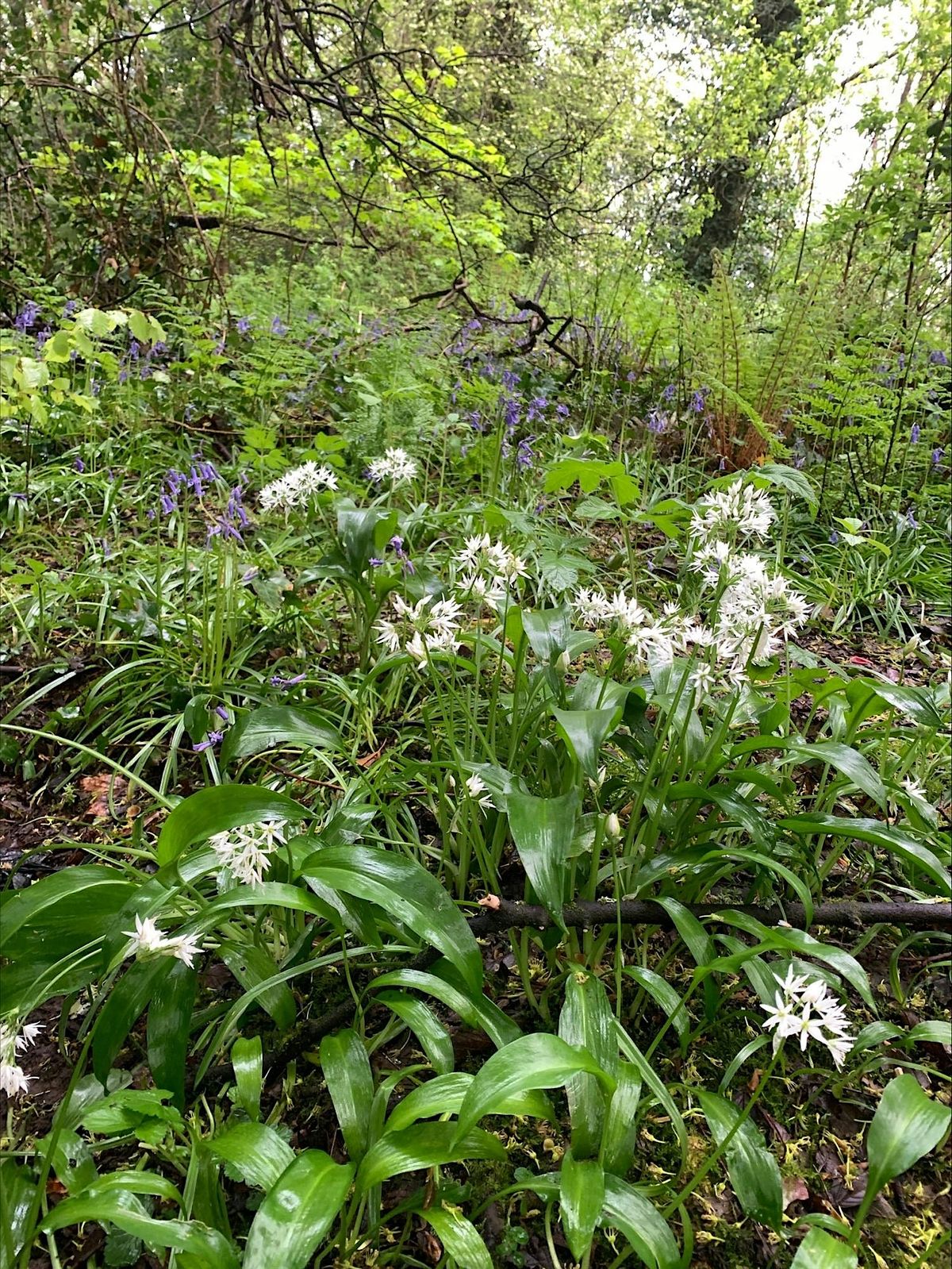 Nourish NI Volunteer Foraging Workshop