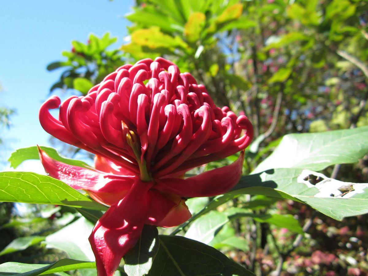 Batemans Bay Floral Art Competition, Demonstrations, Workshop and Social Event