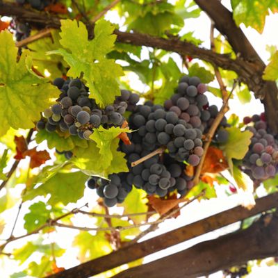 Forgotten Barrel Winery