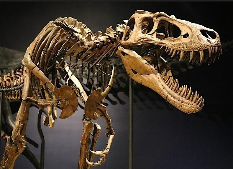 Burpee Museum: National Fossil Day , Saturday, October 19, 2024  1019