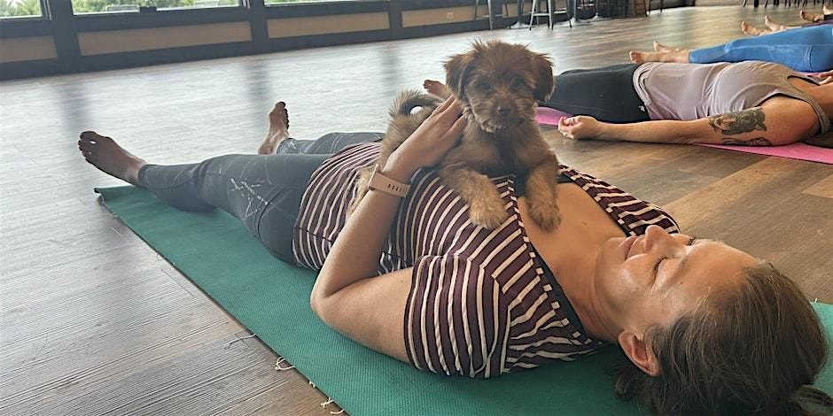 Doggy Noses & Yoga Poses at Ocelot Brewing Company!