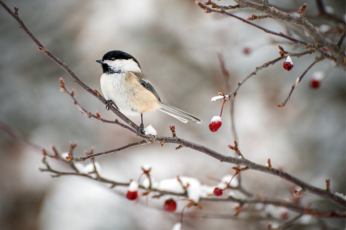 The Christmas Bird Count for Kids at Evergreen Brick Works